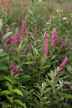 Steeplebush (Spirea Tomentosa) - 3 Gallon Pot -Deals Sapling Whisper Store spirea tomentosa steeplebush 4