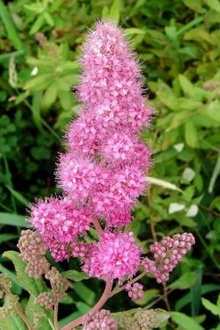 Steeplebush (Spirea Tomentosa) - 3 Gallon Pot -Deals Sapling Whisper Store spirea tomentosa steeplebush 6