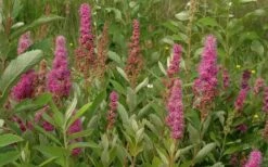 Steeplebush (Spirea Tomentosa) - 3 Gallon Pot -Deals Sapling Whisper Store spirea tomentosa steeplebush 7