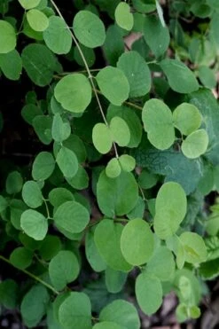 White Snowberry Bush (Symphoricarpos Albus) - 1 Gallon Pot 16 White Snowberry Bush (Symphoricarpos Albus) - 1 Gallon Pot -Deals Sapling Whisper Store symphoricarpos albus white snowberry 10