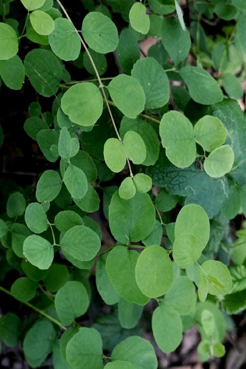 White Snowberry Bush (Symphoricarpos Albus) - 1 Gallon Pot 7 White Snowberry Bush (Symphoricarpos Albus) - 1 Gallon Pot - Image 5