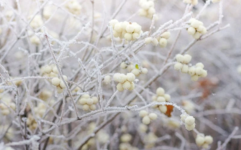 White Snowberry Bush (Symphoricarpos Albus) - 1 Gallon Pot 8 White Snowberry Bush (Symphoricarpos Albus) - 1 Gallon Pot - Image 6