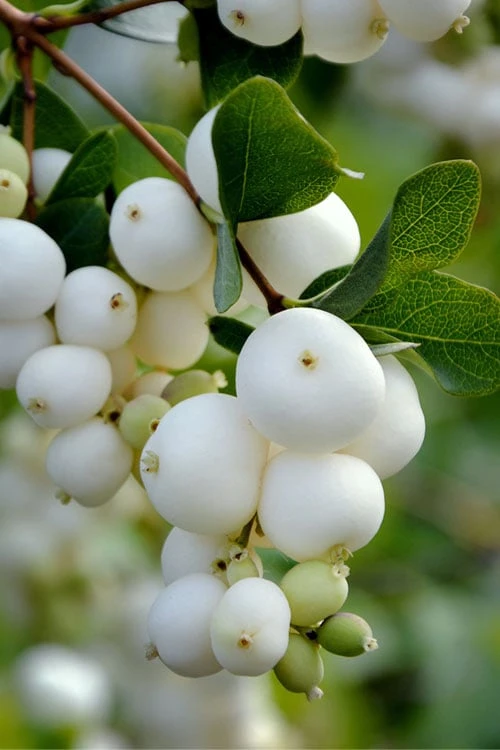 White Snowberry Bush (Symphoricarpos Albus) - 1 Gallon Pot 3 White Snowberry Bush (Symphoricarpos Albus) - 1 Gallon Pot