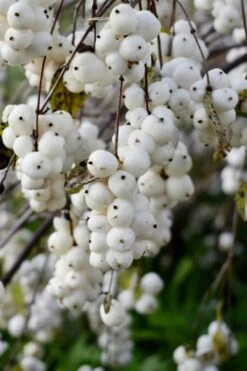 White Snowberry Bush (Symphoricarpos Albus) - 1 Gallon Pot 15 White Snowberry Bush (Symphoricarpos Albus) - 1 Gallon Pot -Deals Sapling Whisper Store symphoricarpos albus white snowberry 3