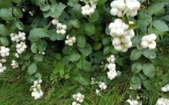 White Snowberry Bush (Symphoricarpos Albus) - 1 Gallon Pot 21 White Snowberry Bush (Symphoricarpos Albus) - 1 Gallon Pot -Deals Sapling Whisper Store symphoricarpos albus white snowberry 4
