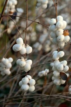 White Snowberry Bush (Symphoricarpos Albus) - 1 Gallon Pot 20 White Snowberry Bush (Symphoricarpos Albus) - 1 Gallon Pot -Deals Sapling Whisper Store symphoricarpos albus white snowberry 5