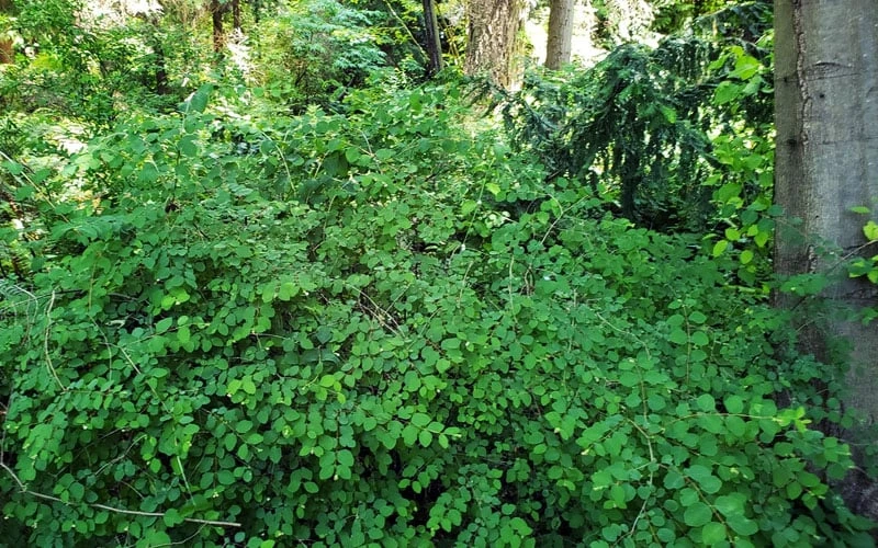 White Snowberry Bush (Symphoricarpos Albus) - 1 Gallon Pot 9 White Snowberry Bush (Symphoricarpos Albus) - 1 Gallon Pot - Image 7