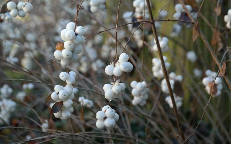 White Snowberry Bush (Symphoricarpos Albus) - 1 Gallon Pot 10 White Snowberry Bush (Symphoricarpos Albus) - 1 Gallon Pot - Image 8