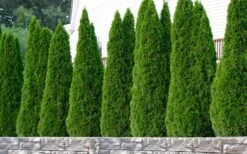 Emerald Green Arborvitae - 6 Pack Of 1 Gallon Pots 12 Emerald Green Arborvitae - 6 Pack Of 1 Gallon Pots -Deals Sapling Whisper Store thuja occidentalis emerald green arborvitae 102 1