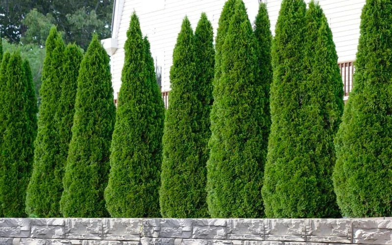 Emerald Green Arborvitae - 6 Pack Of 1 Gallon Pots 6 Emerald Green Arborvitae - 6 Pack Of 1 Gallon Pots - Image 5