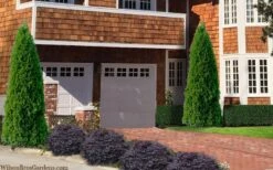 Emerald Green Arborvitae - 6 Pack Of 1 Gallon Pots 11 Emerald Green Arborvitae - 6 Pack Of 1 Gallon Pots -Deals Sapling Whisper Store thuja occidentalis emerald green arborvitae 106 1