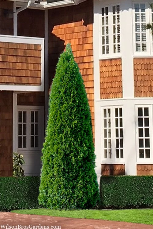 Emerald Green Arborvitae - 6 Pack Of 1 Gallon Pots 2 Emerald Green Arborvitae - 6 Pack Of 1 Gallon Pots