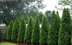 Emerald Green Arborvitae - 6 Pack Of 1 Gallon Pots 13 Emerald Green Arborvitae - 6 Pack Of 1 Gallon Pots -Deals Sapling Whisper Store thuja occidentalis emerald green arborvitae 109 1