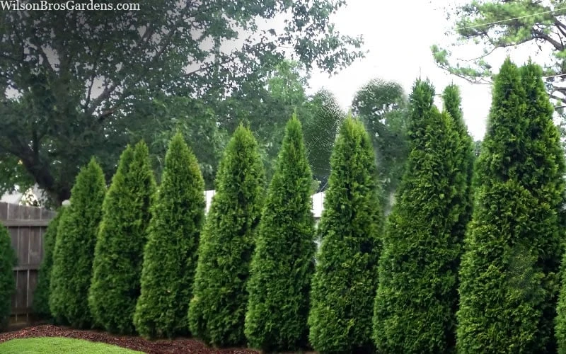 Emerald Green Arborvitae - 6 Pack Of 1 Gallon Pots 7 Emerald Green Arborvitae - 6 Pack Of 1 Gallon Pots - Image 6