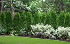 Emerald Green Arborvitae - 6 Pack Of 1 Gallon Pots 14 Emerald Green Arborvitae - 6 Pack Of 1 Gallon Pots -Deals Sapling Whisper Store thuja occidentalis emerald green arborvitae 110 1
