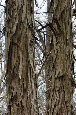 Shagbark Hickory Tree (Carya Ovata) - 3 Gallon Pot -Deals Sapling Whisper Store tree hickory shagbark 500x750 1