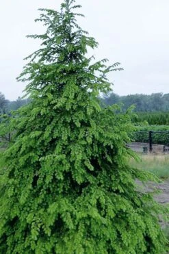 Eastern Canadian Hemlock (Tsuga Canadensis) - 3 Gallon Pot -Deals Sapling Whisper Store tsuga canadensis eastern canadian hemlock tree 2