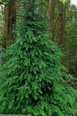 Eastern Canadian Hemlock (Tsuga Canadensis) - 3 Gallon Pot