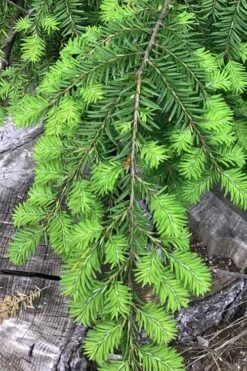Eastern Canadian Hemlock (Tsuga Canadensis) - 3 Gallon Pot -Deals Sapling Whisper Store tsuga canadensis eastern canadian hemlock tree 4