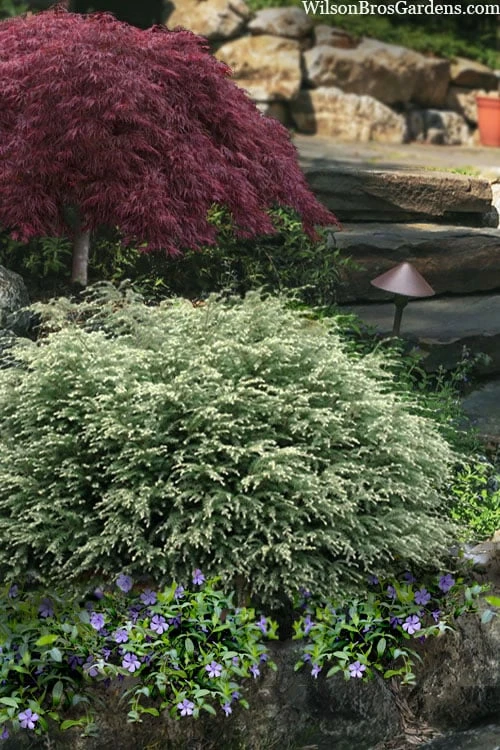 Moon Frost Canadian Hemlock (Tsuga) - 3 Gallon Pot 3 Moon Frost Canadian Hemlock (Tsuga) - 3 Gallon Pot