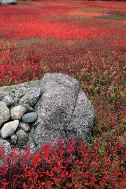 Wild Lowbush Blueberry Plant - 1 Gallon 17 Wild Lowbush Blueberry Plant - 1 Gallon -Deals Sapling Whisper Store vaccinium angustifolium low bush blueberry 7