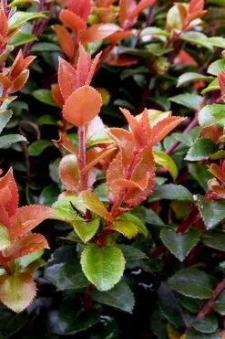 Evergreen Huckleberry (Vaccinium Ovatum) - 1 Gallon Pot -Deals Sapling Whisper Store vaccinium ovatum evergreen huckleberry 10