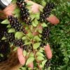 Evergreen Huckleberry (Vaccinium Ovatum) - 1 Gallon Pot 2 Evergreen Huckleberry (Vaccinium Ovatum) - 1 Gallon Pot -Deals Sapling Whisper Store vaccinium ovatum evergreen huckleberry 11