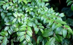 Evergreen Huckleberry (Vaccinium Ovatum) - 1 Gallon Pot -Deals Sapling Whisper Store vaccinium ovatum evergreen huckleberry 12
