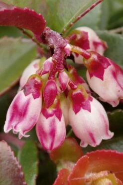 Evergreen Huckleberry (Vaccinium Ovatum) - 1 Gallon Pot -Deals Sapling Whisper Store vaccinium ovatum evergreen huckleberry 4