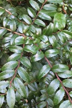 Evergreen Huckleberry (Vaccinium Ovatum) - 1 Gallon Pot -Deals Sapling Whisper Store vaccinium ovatum evergreen huckleberry 7