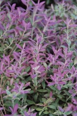 Rosa's Blush Blueberry (Vaccinium Darrowii) - 1 Gallon Pot