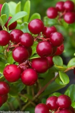 Red Candy Ligonberry (Vaccinum Vitis-idaea) - 1 Gallon 9 Red Candy Ligonberry (Vaccinum Vitis-idaea) - 1 Gallon -Deals Sapling Whisper Store vaccinum vitis idaea red candy ligonberry 2