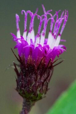 New York Ironweed (Vernonia Noveboracensis) - 6 Pack Of 1 Gallon Pots 13 New York Ironweed (Vernonia Noveboracensis) - 6 Pack Of 1 Gallon Pots -Deals Sapling Whisper Store vernonia noveboracensis new york iron weed 13 1
