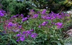 New York Ironweed (Vernonia Noveboracensis) - 6 Pack Of 1 Gallon Pots 14 New York Ironweed (Vernonia Noveboracensis) - 6 Pack Of 1 Gallon Pots -Deals Sapling Whisper Store vernonia noveboracensis new york iron weed 18 1