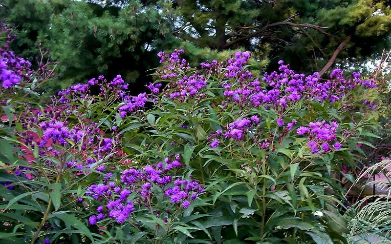 New York Ironweed (Vernonia Noveboracensis) - 6 Pack Of 1 Gallon Pots 7 New York Ironweed (Vernonia Noveboracensis) - 6 Pack Of 1 Gallon Pots - Image 5