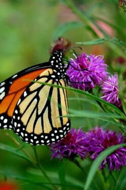 New York Ironweed (Vernonia Noveboracensis) - 6 Pack Of 1 Gallon Pots 15 New York Ironweed (Vernonia Noveboracensis) - 6 Pack Of 1 Gallon Pots -Deals Sapling Whisper Store vernonia noveboracensis new york iron weed 19 1