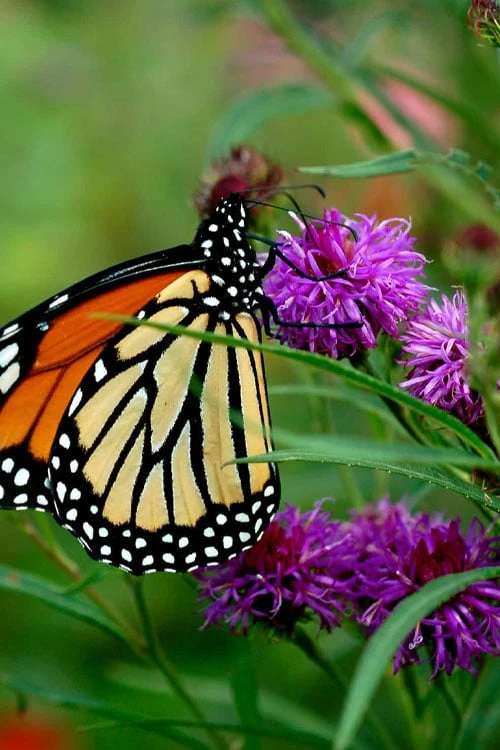 New York Ironweed (Vernonia Noveboracensis) - 6 Pack Of 1 Gallon Pots 8 New York Ironweed (Vernonia Noveboracensis) - 6 Pack Of 1 Gallon Pots - Image 6