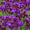 New York Ironweed (Vernonia Noveboracensis) - 6 Pack Of 1 Gallon Pots