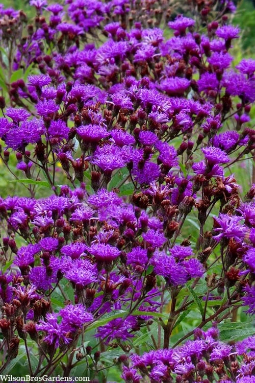 New York Ironweed (Vernonia Noveboracensis) - 6 Pack Of 1 Gallon Pots 3 New York Ironweed (Vernonia Noveboracensis) - 6 Pack Of 1 Gallon Pots
