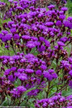 New York Ironweed (Vernonia Noveboracensis) - 1 Gallon Pot