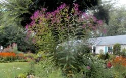 New York Ironweed (Vernonia Noveboracensis) - 6 Pack Of 1 Gallon Pots 17 New York Ironweed (Vernonia Noveboracensis) - 6 Pack Of 1 Gallon Pots -Deals Sapling Whisper Store vernonia noveboracensis new york iron weed 21 1