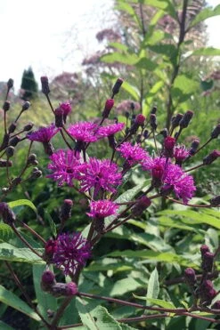 New York Ironweed (Vernonia Noveboracensis) - 6 Pack Of 1 Gallon Pots 16 New York Ironweed (Vernonia Noveboracensis) - 6 Pack Of 1 Gallon Pots -Deals Sapling Whisper Store vernonia noveboracensis new york iron weed 4 1