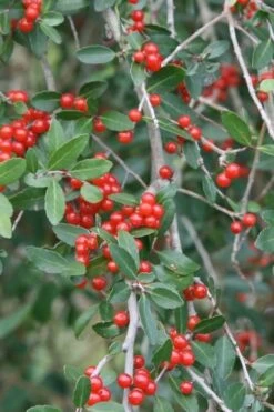 Weeping Yaupon Holly - Ilex Vomitoria 'Pendula' - 3 Gallon Pot -Deals Sapling Whisper Store yaupon holly weeping 13