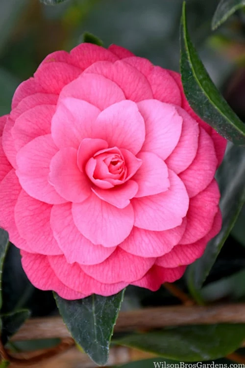 Deals Sapling Whisper Store -Deals Sapling Whisper Store camellia japonica april kiss 104